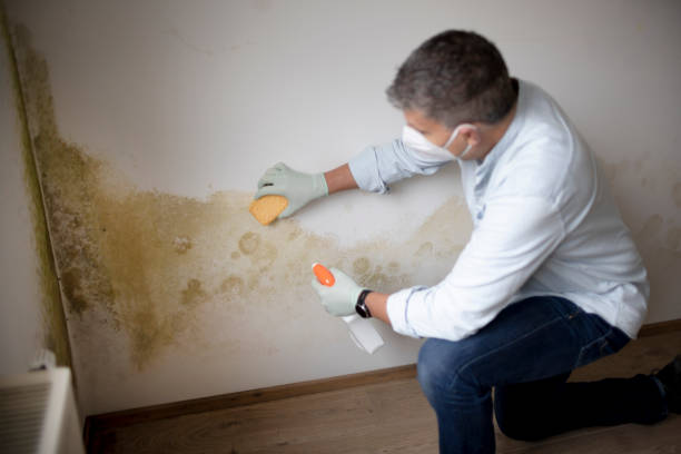 Best Emergency Mold Remediation  in Georgetown, PA