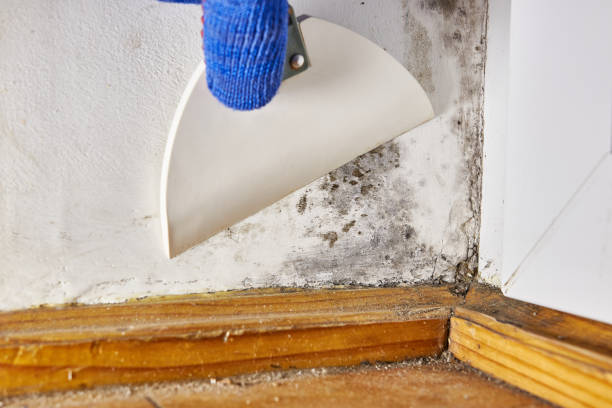 Best Crawl Space Mold Remediation  in Georgetown, PA